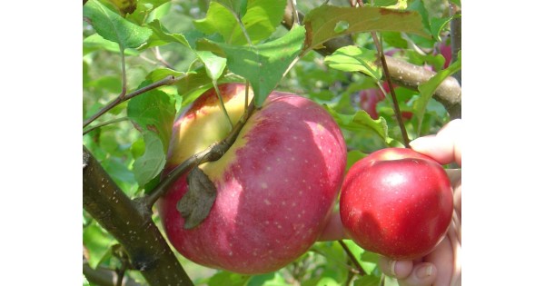 apple-wolf-river-ferguson-tree-nursery